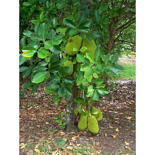 jackfruit-plant.jpg.jpeg