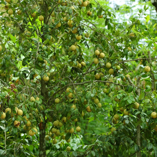 Jayikayi plant