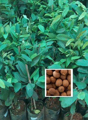 Nutmeg-product.jpg.jpeg