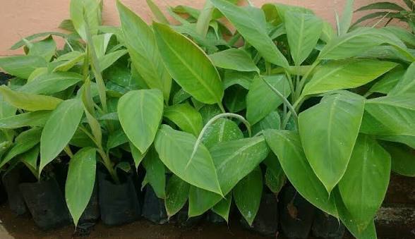 Nanjanagudu rasabale