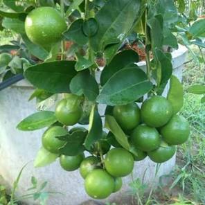 Thai Patti lemon