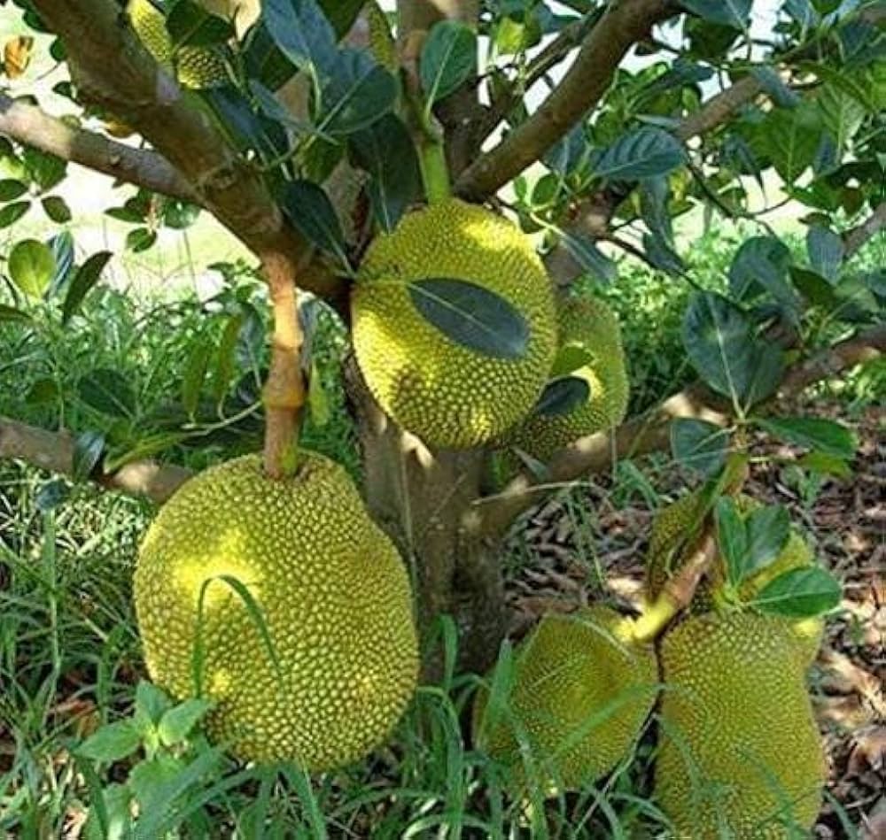 Viyatnam halasu